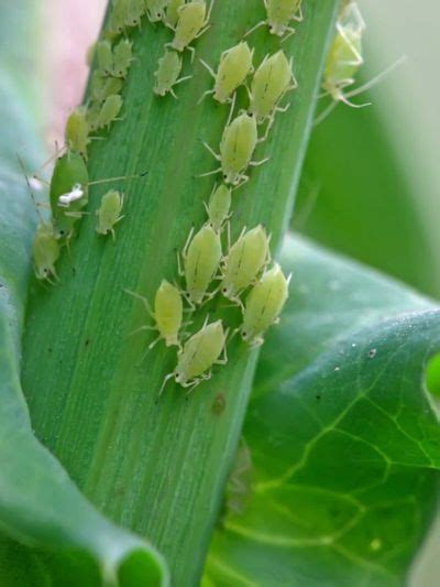 tiny houseplant pests pictures